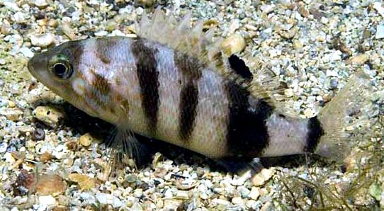 Serranus hepatus_010.jpg